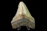 Fossil Megalodon Tooth - North Carolina #149390-2